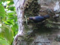 Yellow-billed Nuthatch - Sitta solangiae