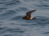 European Storm-Petrel - Hydrobates pelagicus