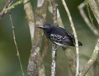 White-flanked Antwren (Myrmotherula axillaris) photo