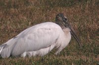 Wood Stork - Mycteria americana