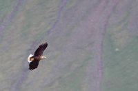 White-tailed Eagle - Haliaeetus albicilla