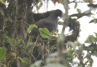 Andean Guan - Penelope montagnii