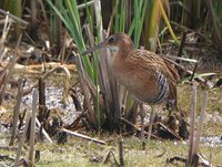 King Rail - Rallus elegans