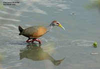 Gray-necked Wood-Rail - Aramides cajanea