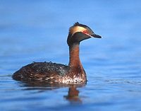 Horned Grebe (Podiceps auritus) photo