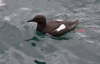 Black Guillemot (Cepphus grylle) photo