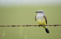 Western Kingbird (Tyrannus verticalis) photo