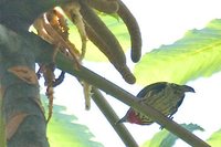 Gilded Barbet - Capito auratus