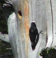 White-headed Woodpecker - Picoides albolarvatus