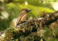 Smoky-brown Woodpecker - Veniliornis fumigatus