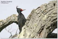 Magellanic Woodpecker - Campephilus magellanicus