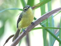 Yellow Tyrannulet - Capsiempis flaveola