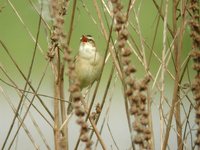 Sedge Warbler - Acrocephalus schoenobaenus