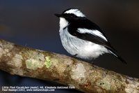 Little Pied Flycatcher - Ficedula westermanni