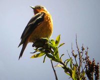 Ala Shan Redstart - Phoenicurus alaschanicus