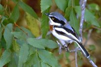 Chinspot Batis - Batis molitor