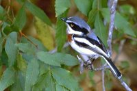 Chinspot Batis - Batis molitor