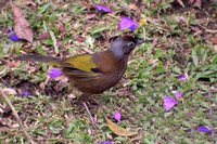 Chestnut-crowned Laughingthrush - Garrulax erythrocephalus