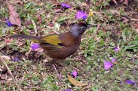 Chestnut-crowned Laughingthrush - Garrulax erythrocephalus