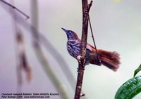 Chestnut-rumped Babbler - Stachyris maculata