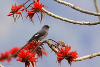 Long-tailed Sibia - Heterophasia picaoides