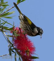 White-cheeked Honeyeater - Phylidonyris nigra