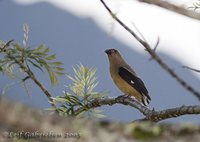 Bornean Treepie - Dendrocitta cinerascens