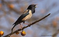 Rosy Starling - Pastor roseus