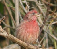 House Finch - Carpodacus mexicanus