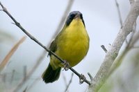 Masked Yellowthroat - Geothlypis aequinoctialis