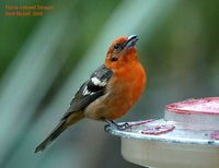 Flame-colored Tanager - Piranga bidentata