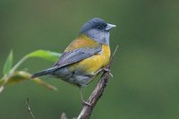 Patagonian Sierra-Finch - Phrygilus patagonicus