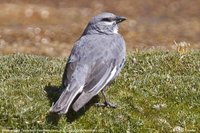 White-winged Diuca-Finch - Diuca speculifera