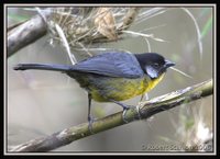 Santa Marta Brush-Finch - Atlapetes melanocephalus