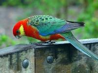 * Stanley Western Rosella