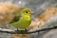 Scarlet Tanager  (female)