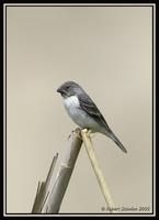 Chestnut-throated Seedeater