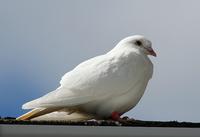 Racing Pigeon