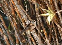 Volcano Junco  