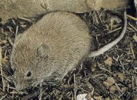 LONG-TAILED VOLES (Microtus longicaudus)