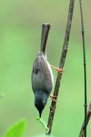 Grey-breasted Prinia