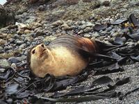 Subantarctic Fur Seal