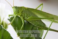 Great green bush cricket ( Tettigonia viridissima ) stock photo