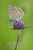 Common Blue ( Polyommatus icarus ) stock photo