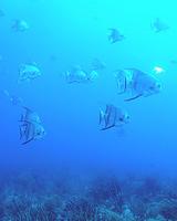 Atlantic Spadefish - Chaetodipterus faber