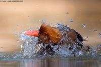 005017 - Netta rufina (Red-crested  Pochard)