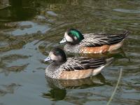 Chiloe Wigeon (Anas sibilatrix)