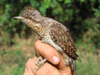 Eurasian Wryneck