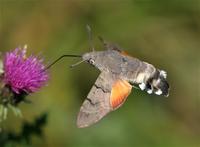 Hummingbird Hawk-moth