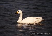 고니 (Bewick's Swan) Cygnus columbianus